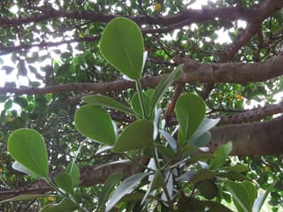 Autograph Tree