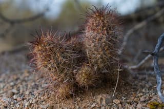 Thornber's Nipple Cactus