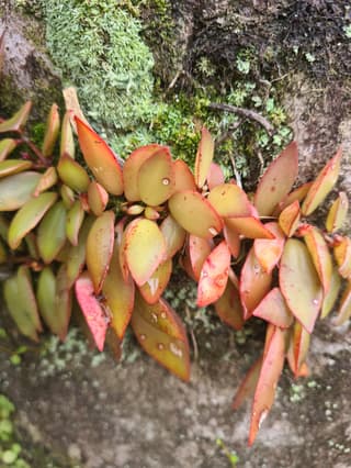 Codonanthe