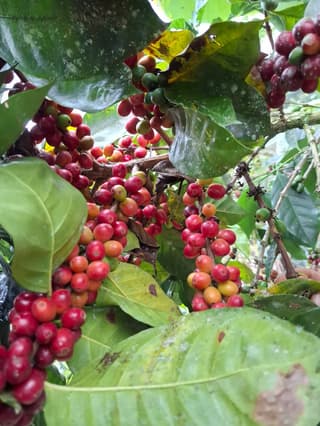 Café