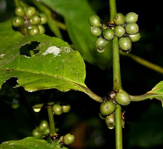 Robusta Coffee