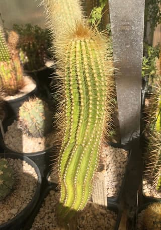 Fluminense Column Cactus