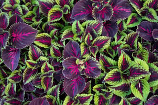 Coleus / Painted Nettle (genus)