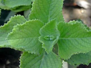Mexican Mint