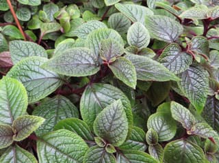 Coleus-rasteiro