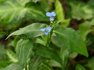 Climbing Dayflower