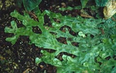 Great Scented Liverwort