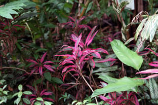 Ti Plant
