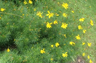 Coreopsis de hoja de hilo
