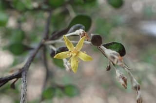 Corokia