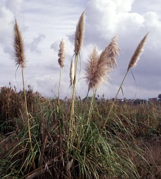 Purple pampas grass