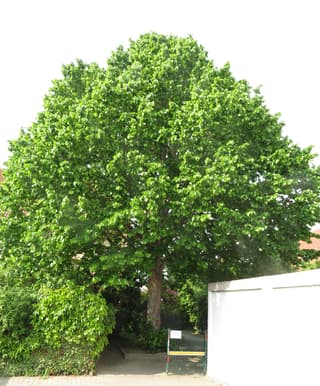 Common Hazel