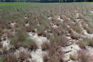 grey hair-grass