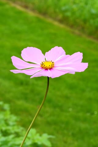 Cosmos