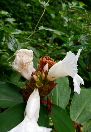 spiral ginger