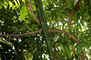 Arabian Spiral Ginger