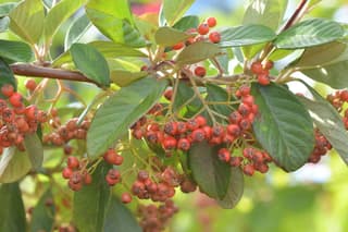 Cotoneaster lechoso
