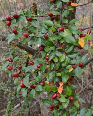 Spreading cotoneaster
