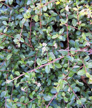 Cotoneaster rasteiro