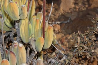 Bear's Paw