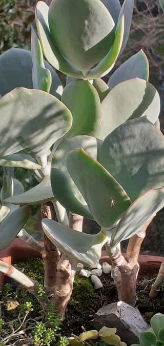 Orelha-de-porco