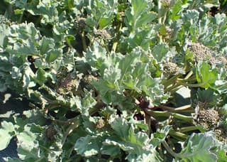 Crambe