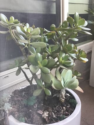 Crássula (gênero)