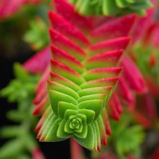 Campfire Crassula