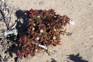 Muurikrassula