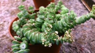 Planta Minhoca