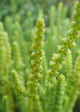Crássula-musgo