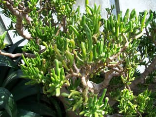 Gollum Jade