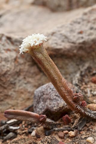 Pyramide-krassula