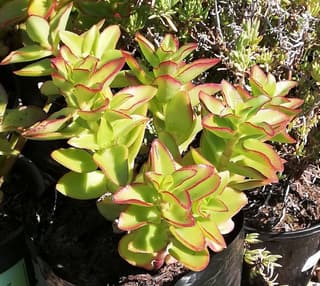 Crassula sarmentosa