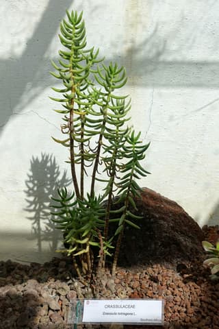 Pino en miniatura
