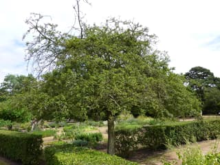 Espino Albar