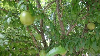 Calabash Tree