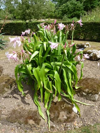 Swamp Lily