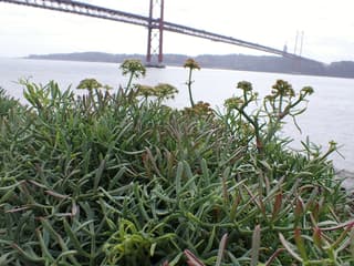 Funcho-do-mar