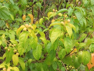 Crotón