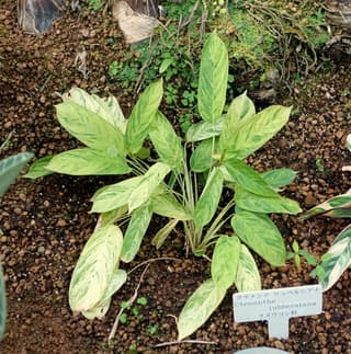 Bamburanta