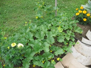 Melon
