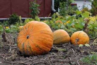 Zucca