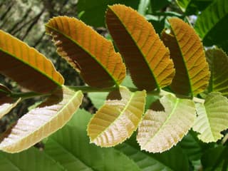 Camboata Tree