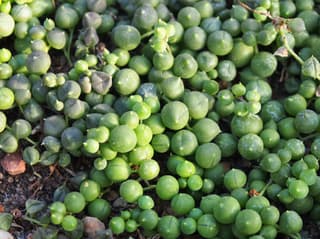 Curio (genus) — formerly Senecio succulents