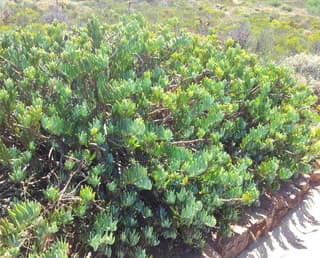 Senecio Mount Everest