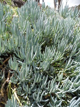 Blue Chalksticks