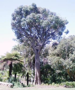 Árbol de col