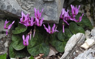 European Cyclamen
