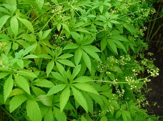 Caigua